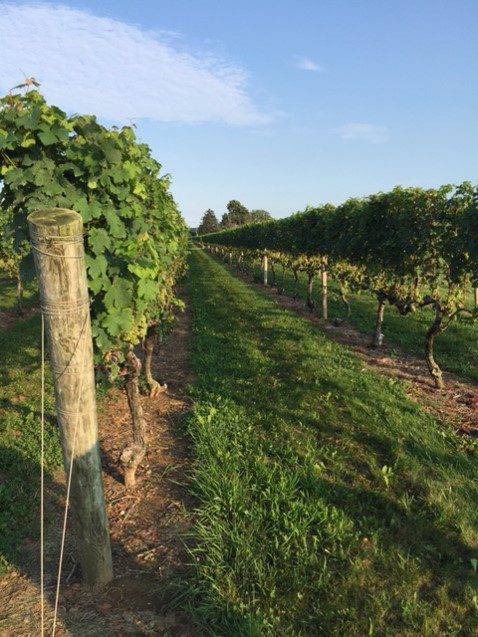 A vineyard with vines growing on the side of it.